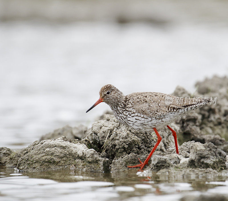 普通Redshank (Tringa to伤风)